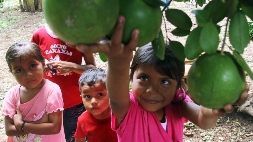 general_honduras-children-picking-fruits-1432235788